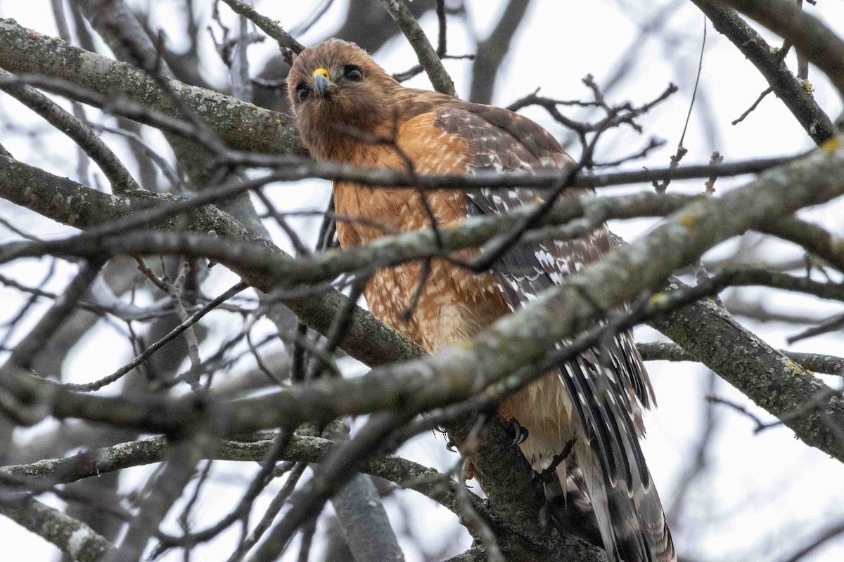 Red-shouldered Hawk - ML647597497