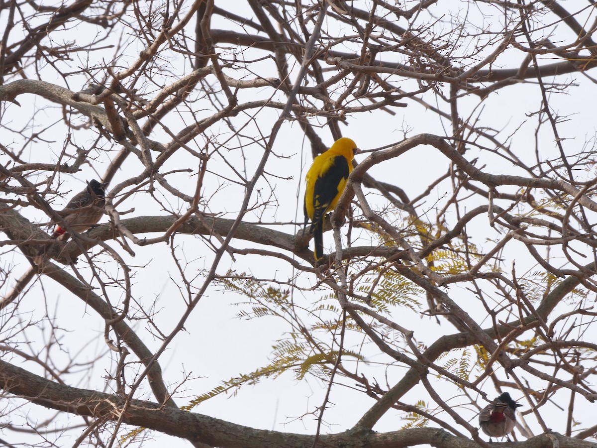 Indian Golden Oriole - ML647597500