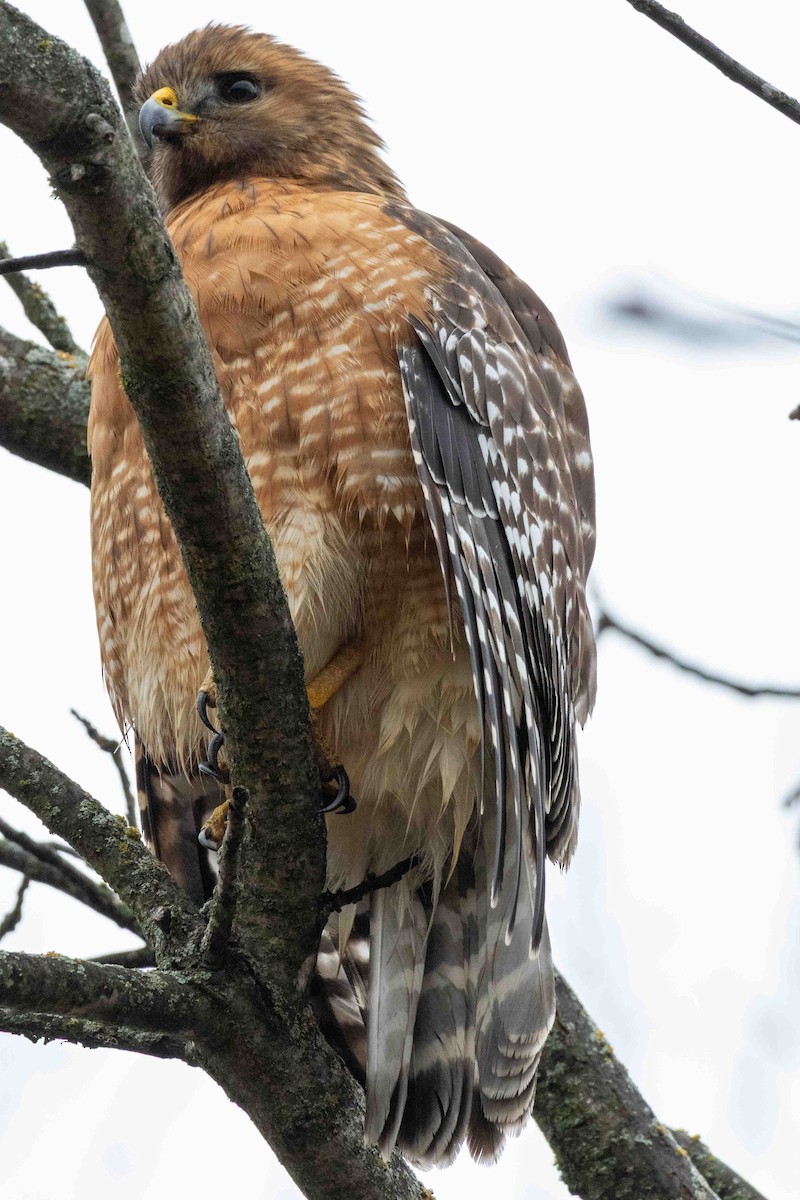 Red-shouldered Hawk - ML647597503