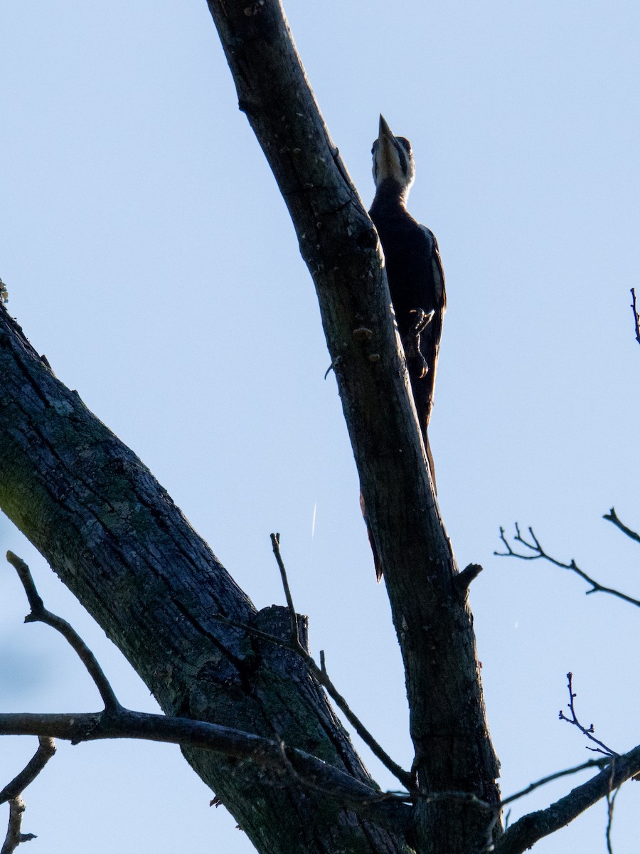 Pileated Woodpecker - ML647597506