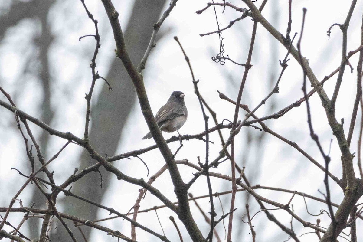 Dark-eyed Junco - ML647597507