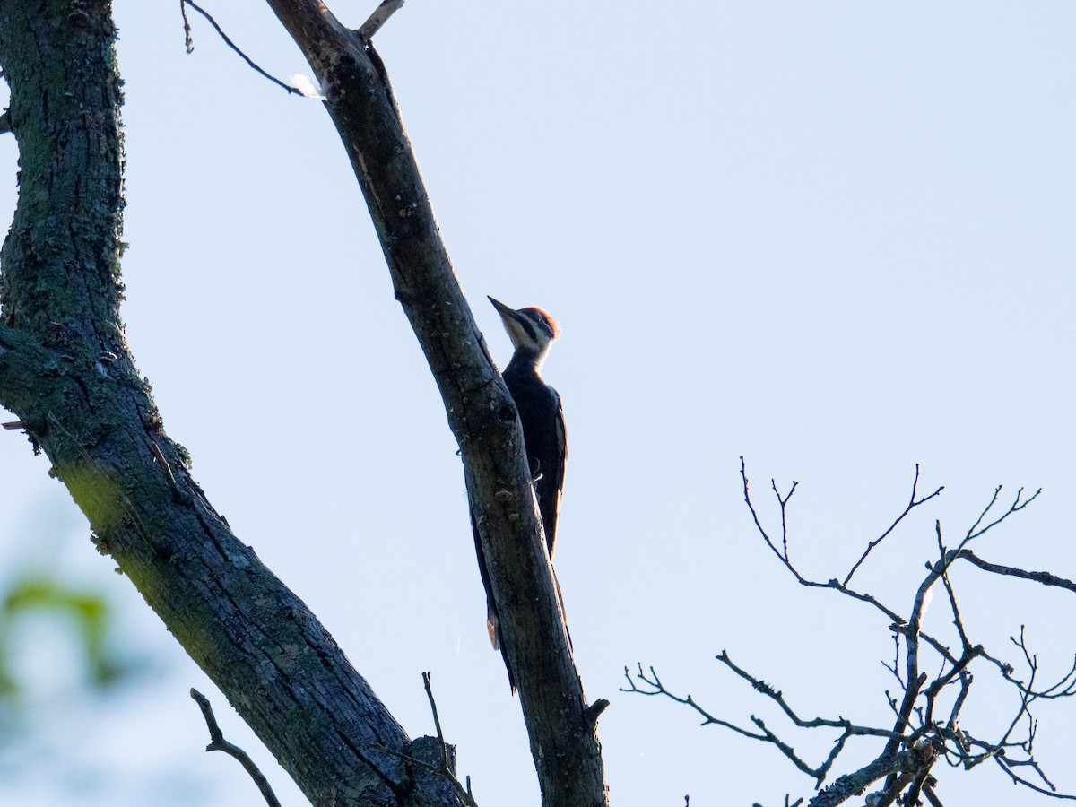 Pileated Woodpecker - ML647597510