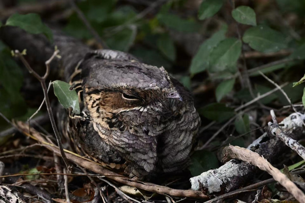 pauraquenattravn - ML647597511