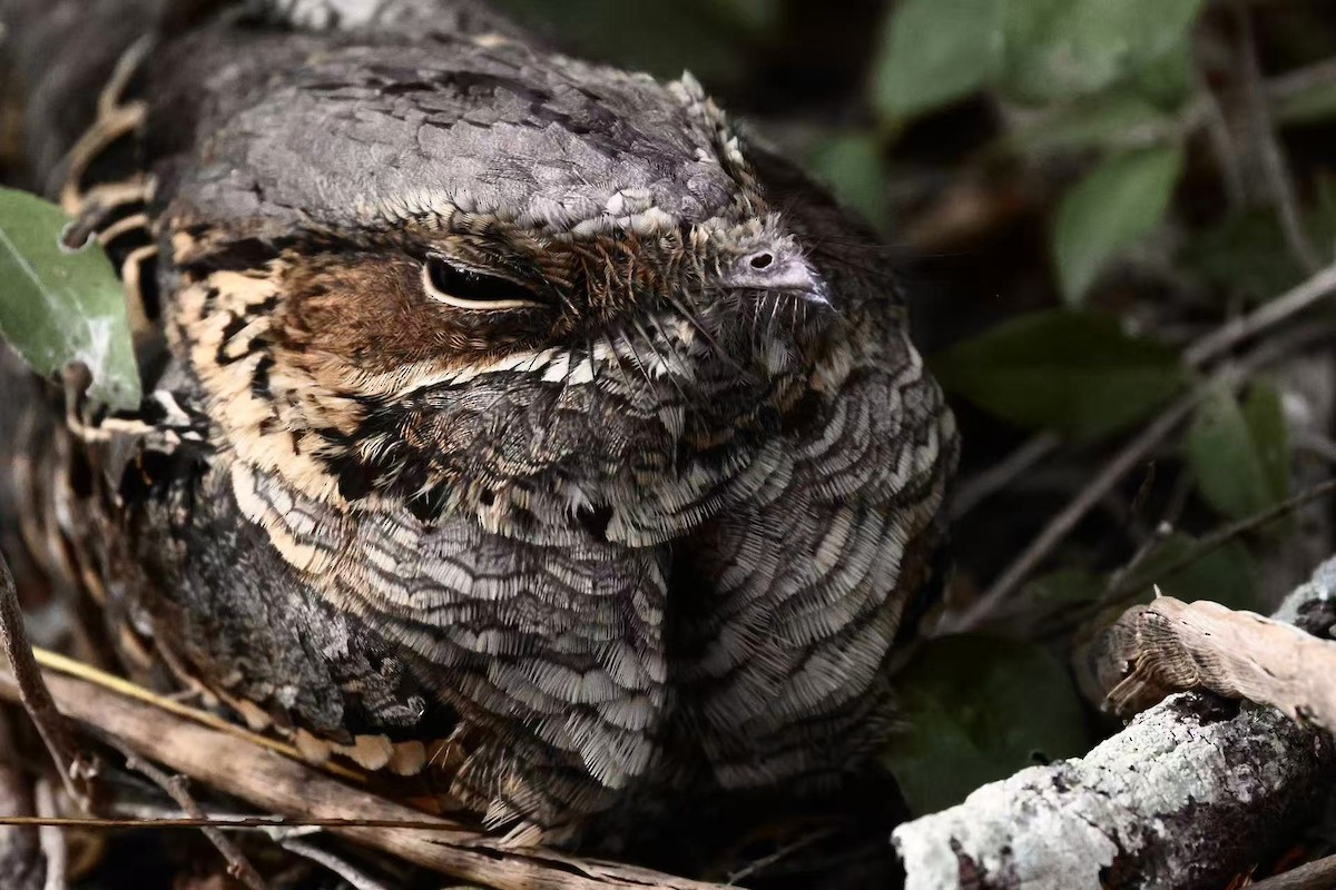 pauraquenattravn - ML647597512