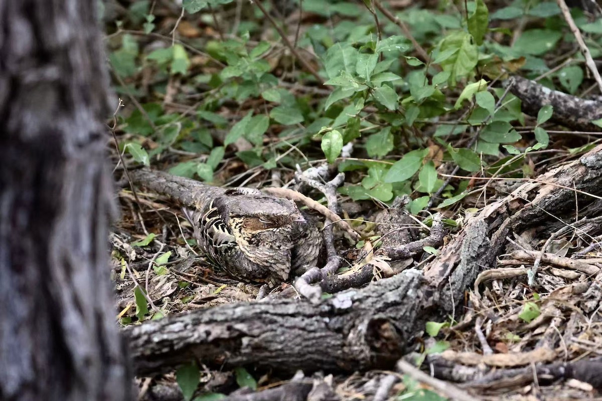 pauraquenattravn - ML647597513