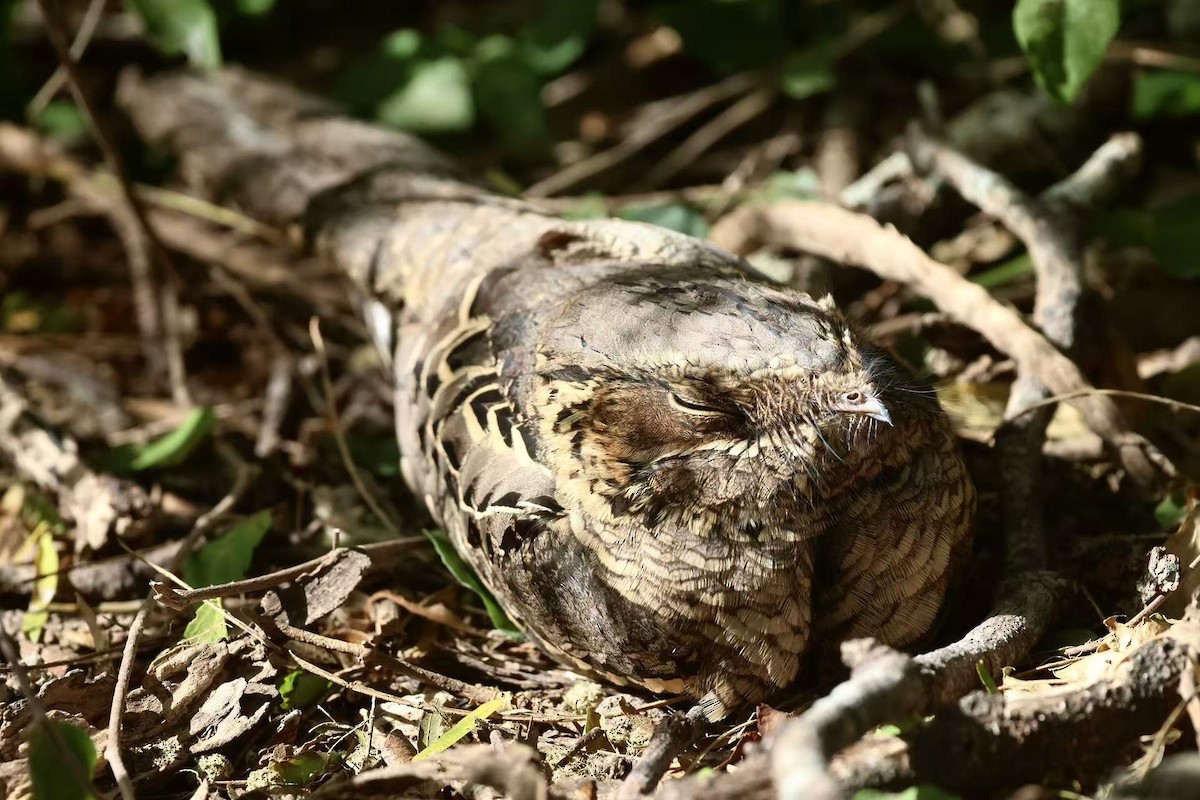 pauraquenattravn - ML647597514