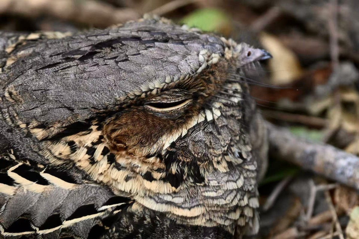 pauraquenattravn - ML647597515