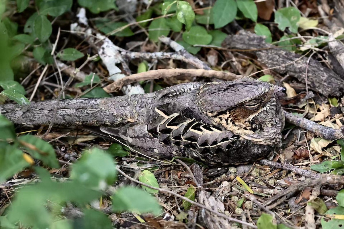 pauraquenattravn - ML647597516