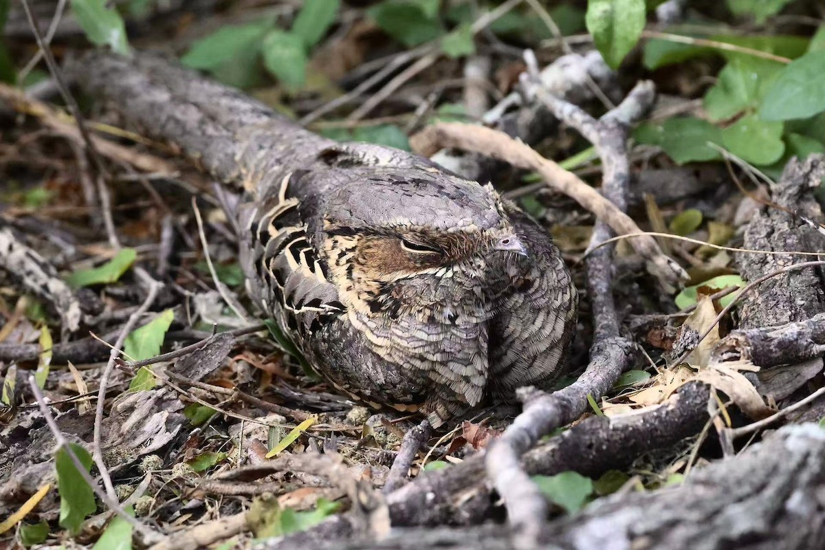 pauraquenattravn - ML647597517