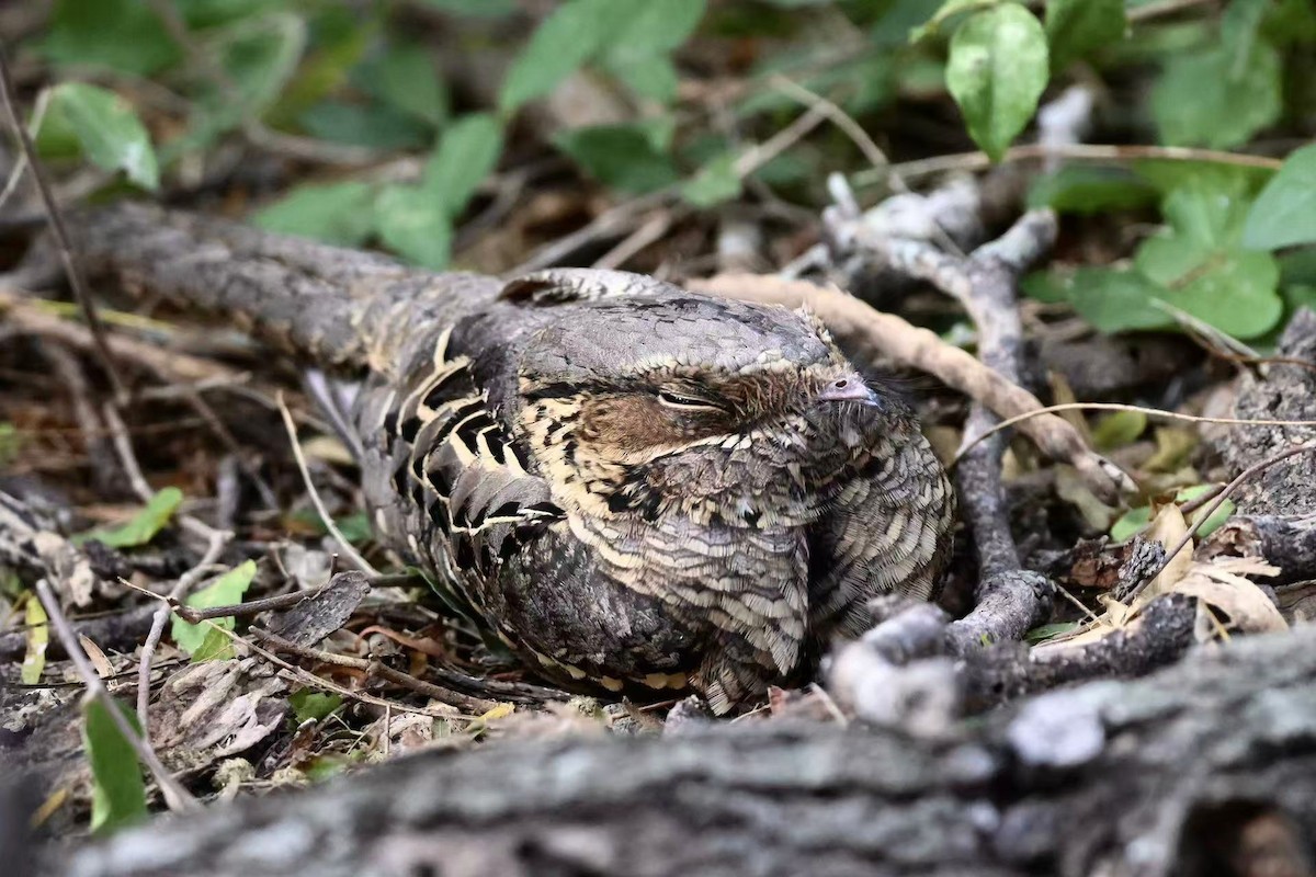 pauraquenattravn - ML647597518