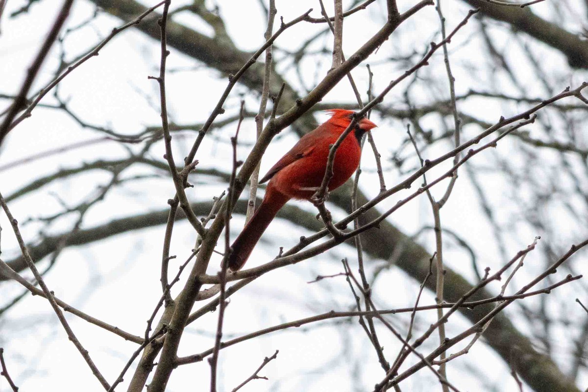 Northern Cardinal - ML647597524