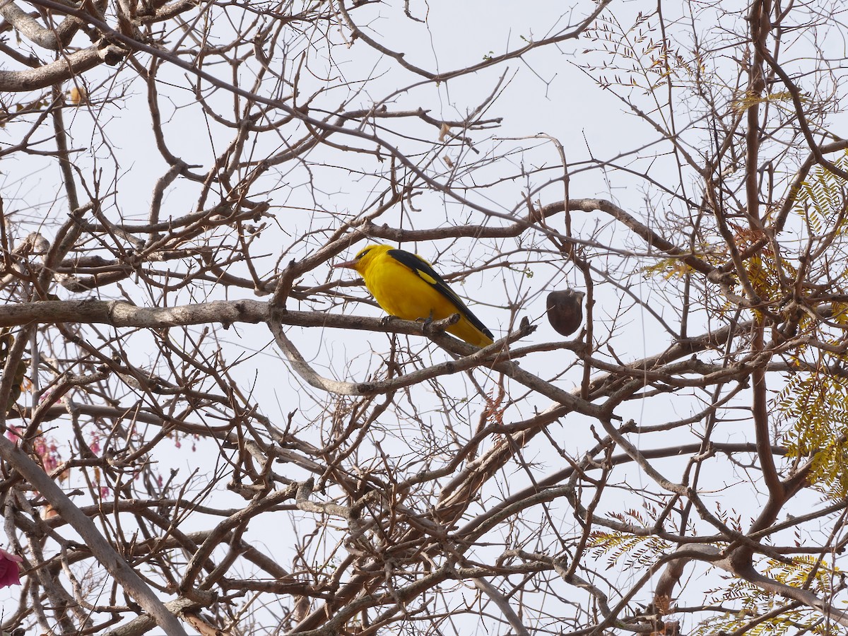 Indian Golden Oriole - ML647597525