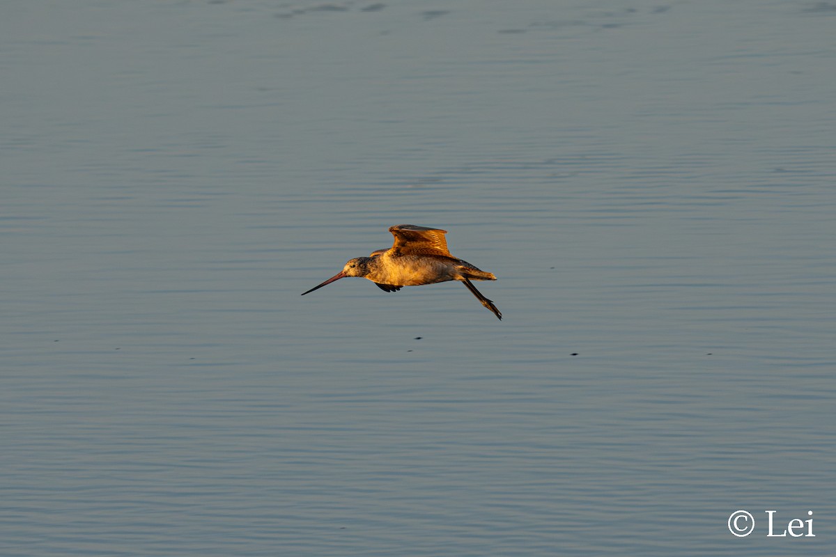 Marbled Godwit - ML647597528