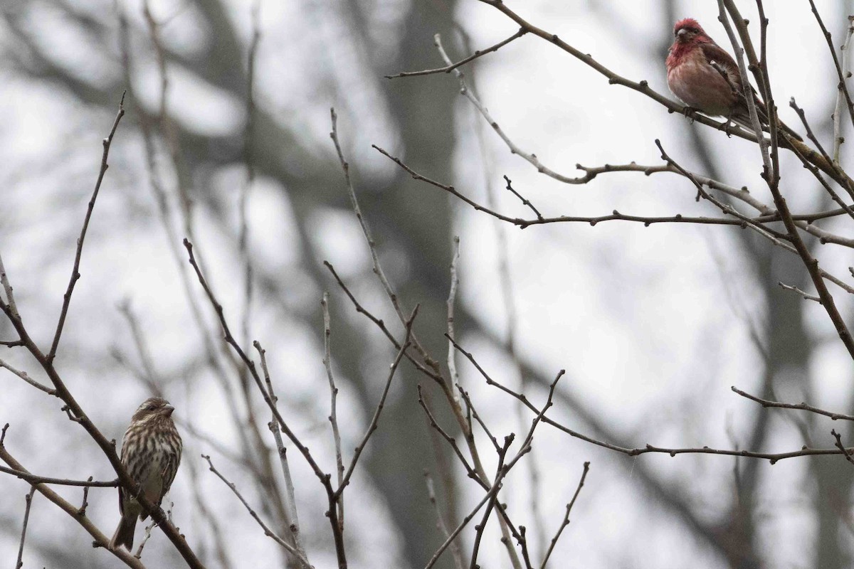 Purple Finch - ML647597529