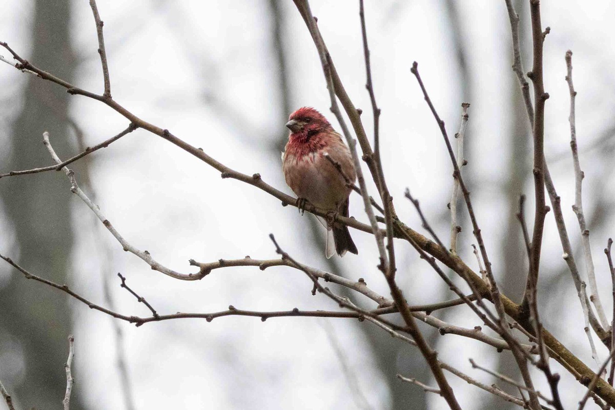 Purple Finch - ML647597530