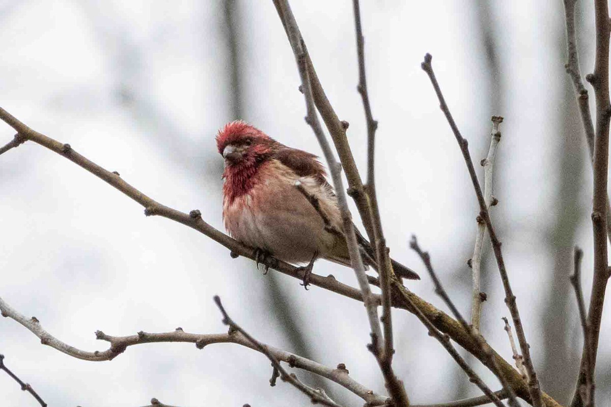 Purple Finch - ML647597531