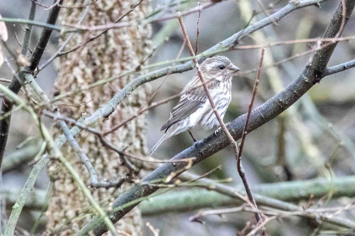 Purple Finch - ML647597532