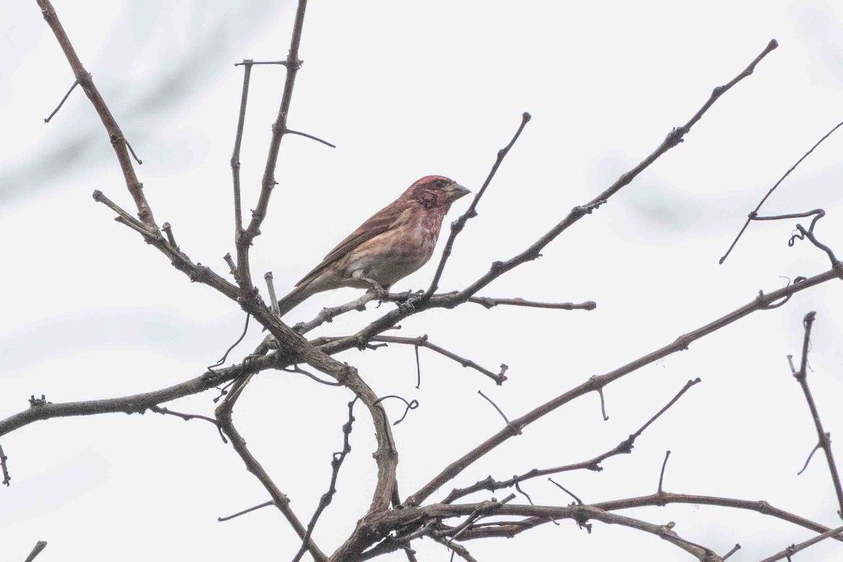 Purple Finch - ML647597533