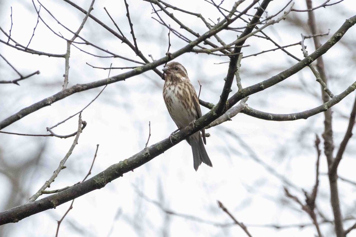 Purple Finch - ML647597534