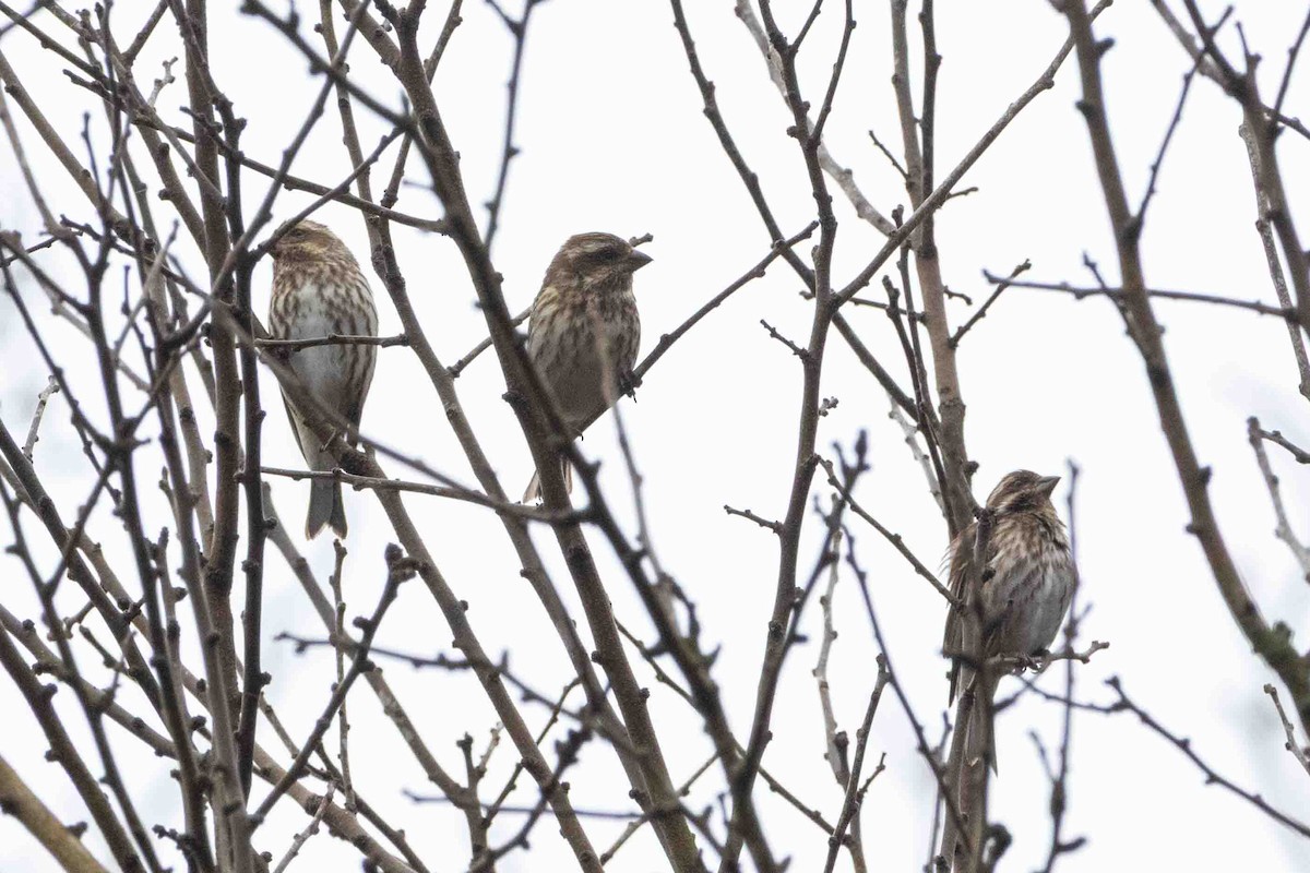 Purple Finch - ML647597535