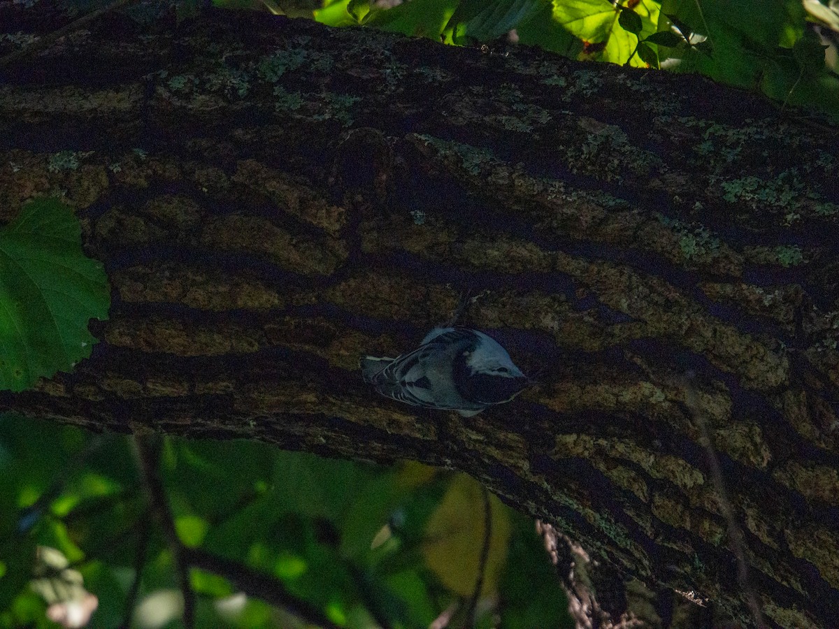 White-breasted Nuthatch - ML647597536