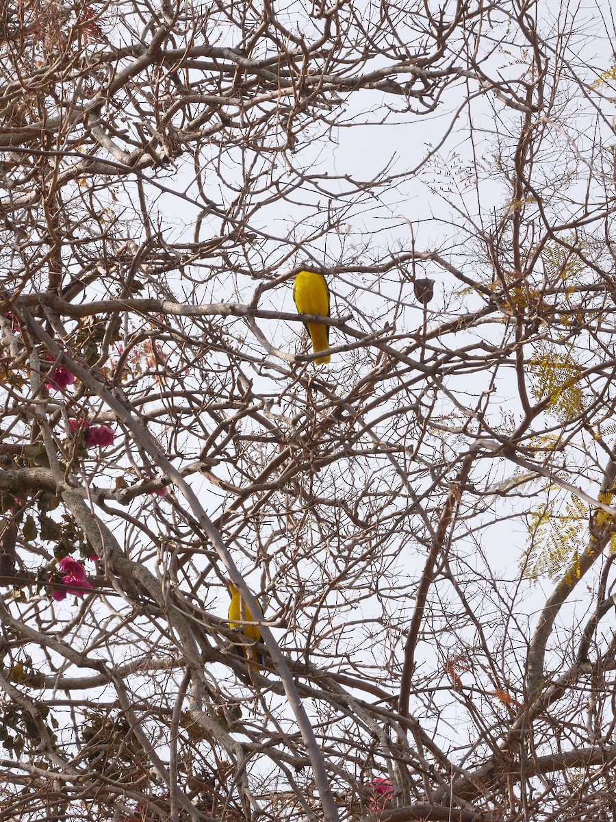 Indian Golden Oriole - ML647597540