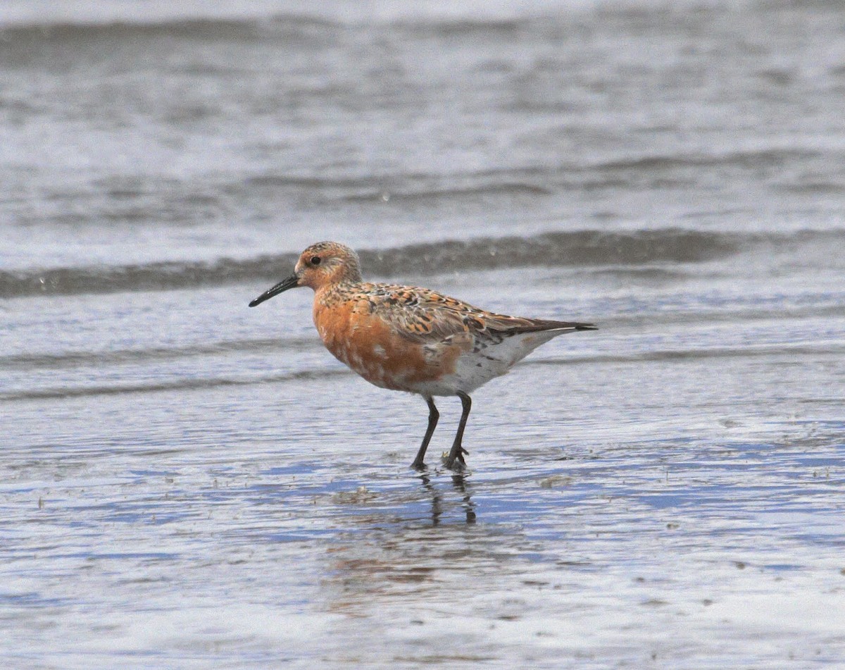 jespák rezavý - ML647597541