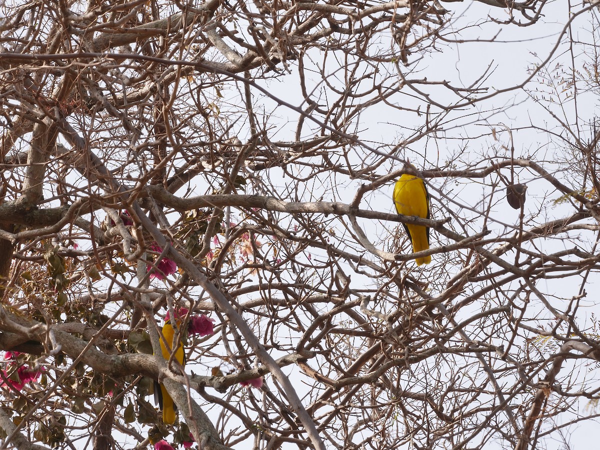 Indian Golden Oriole - ML647597542