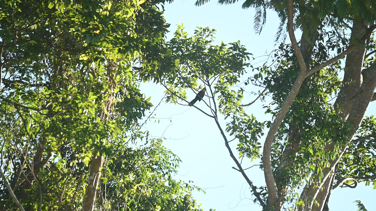 Scale-feathered Malkoha - ML647597543
