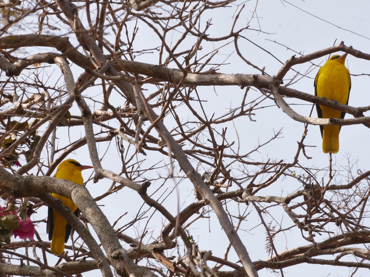 Indian Golden Oriole - ML647597549