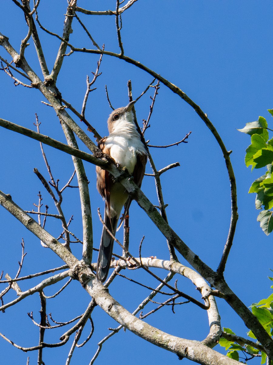 Yellow-billed Cuckoo - ML647597550