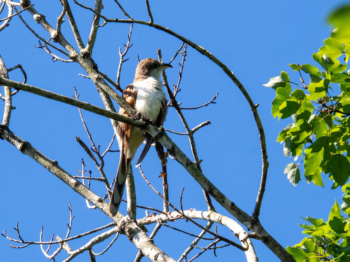 Yellow-billed Cuckoo - ML647597551