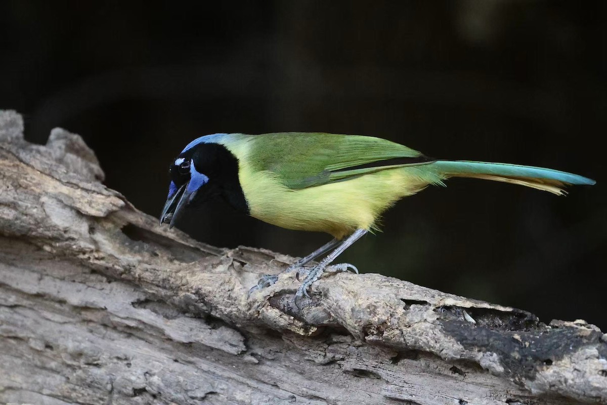 Green Jay - ML647597556