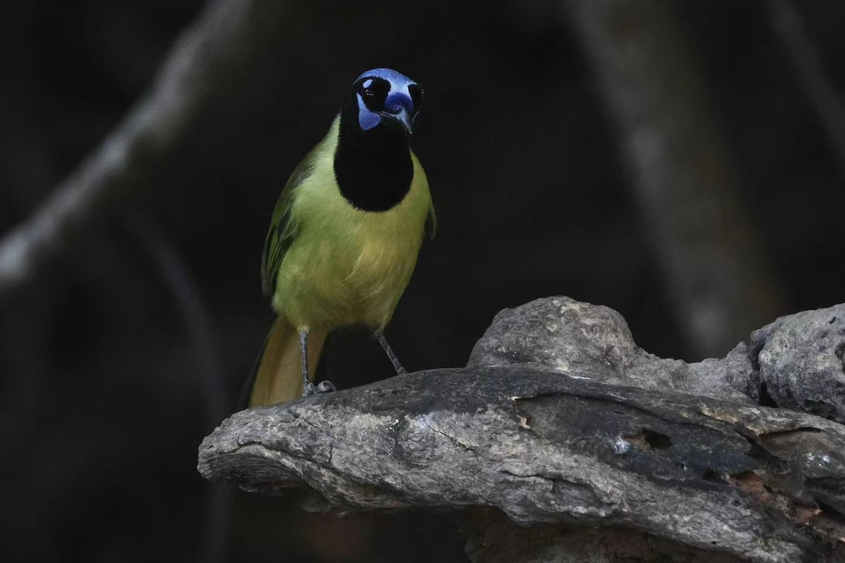 Green Jay - ML647597557