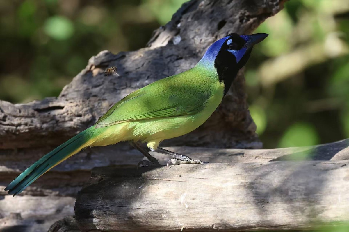 Green Jay - ML647597558