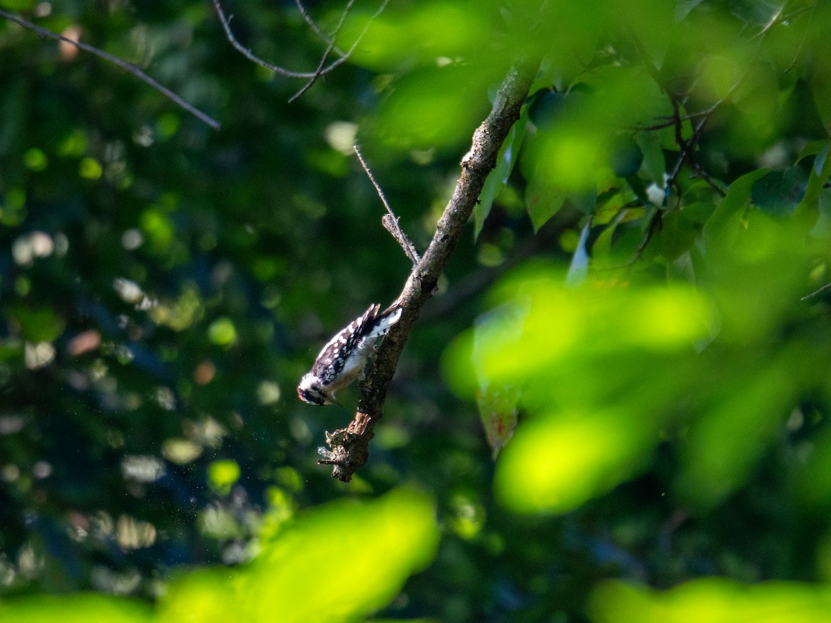 Downy Woodpecker - ML647597560