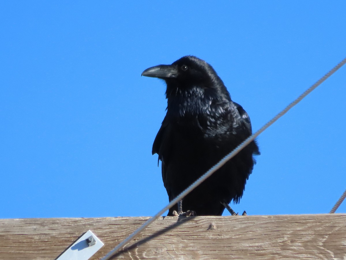 Common Raven - ML647597566