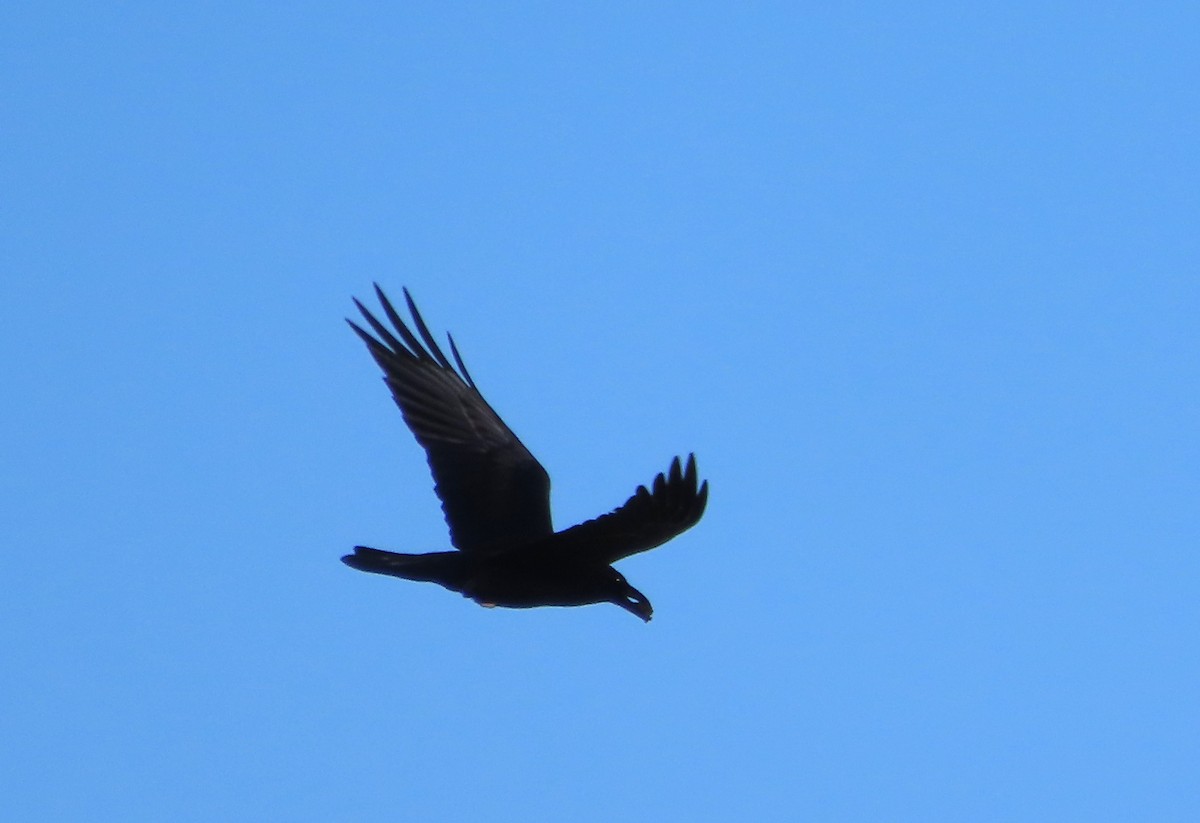Common Raven - ML647597571