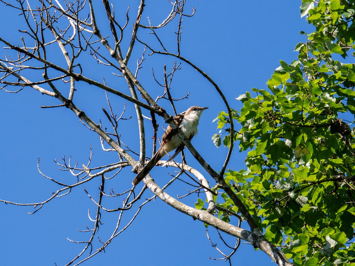 Yellow-billed Cuckoo - ML647597573