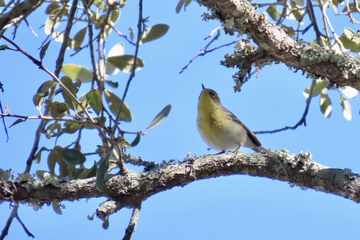 Pine Warbler - ML647597575