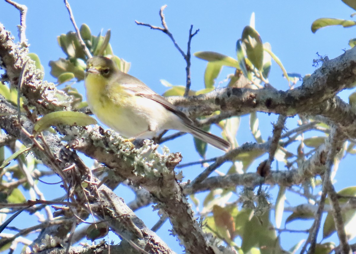 Pine Warbler - ML647597576