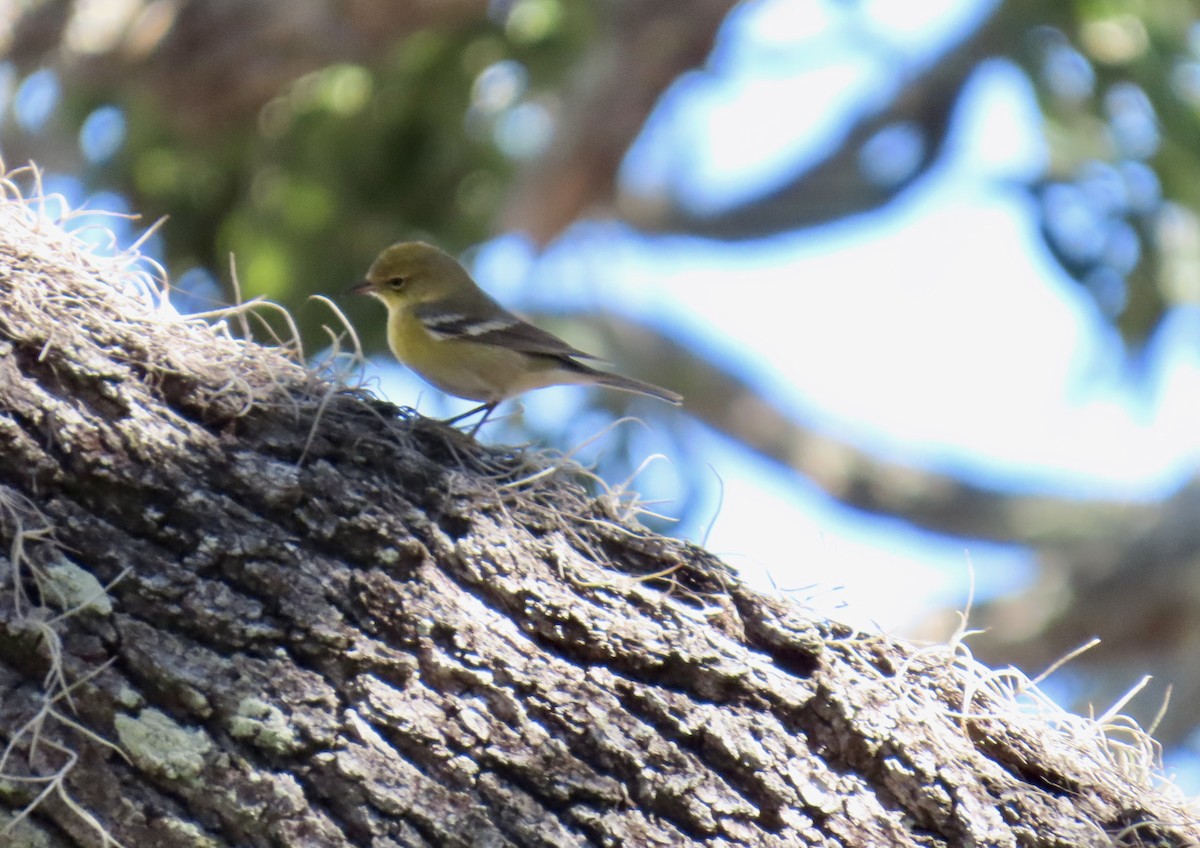 Pine Warbler - ML647597577