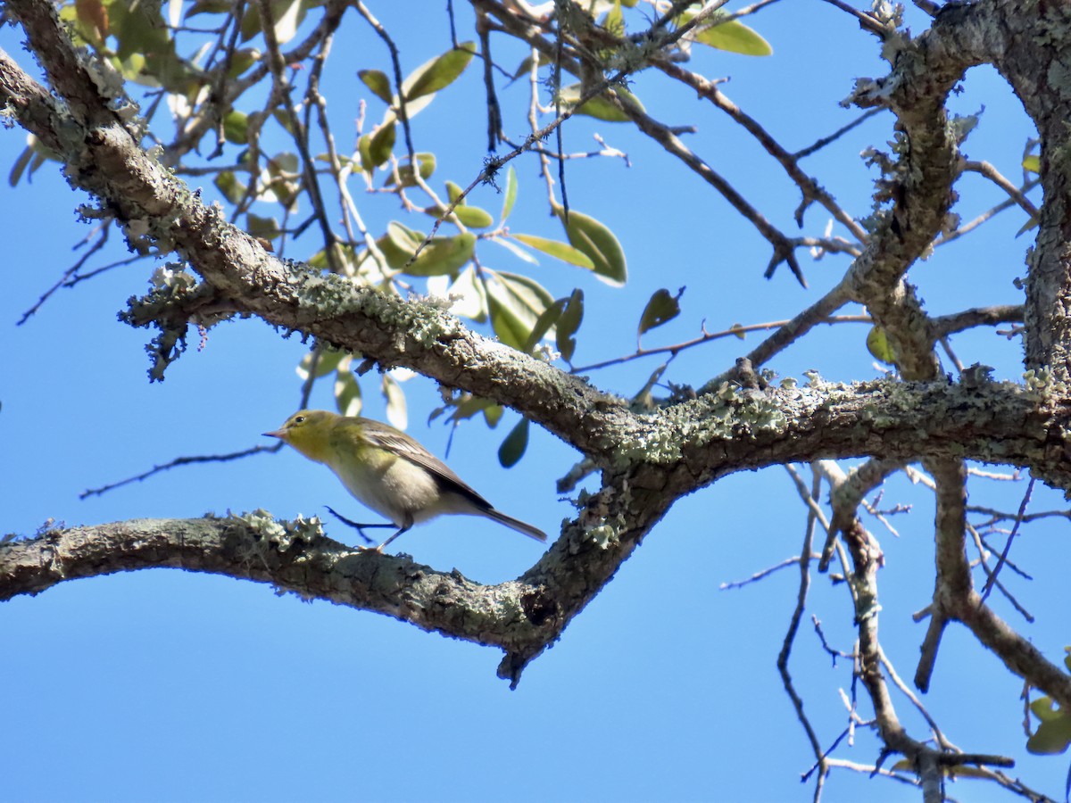 Pine Warbler - ML647597578