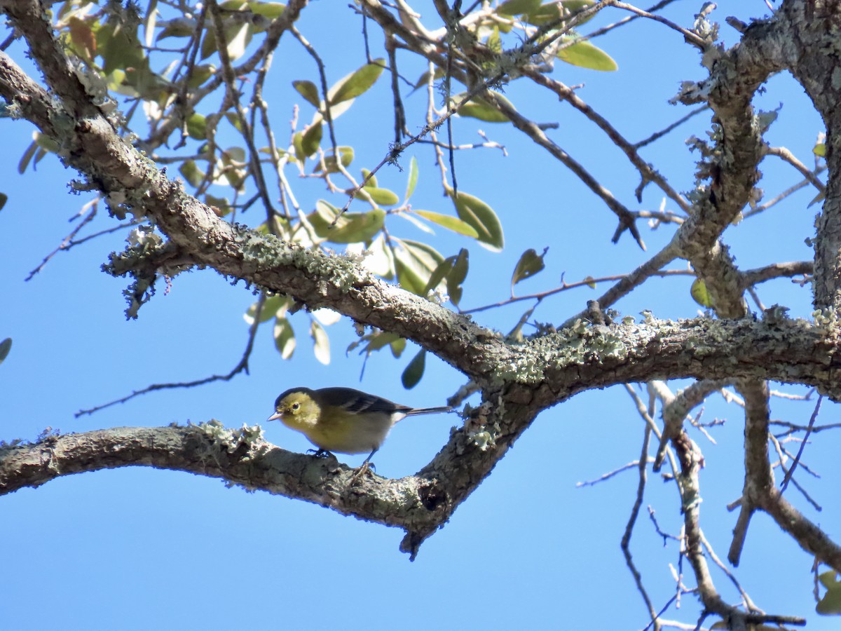 Pine Warbler - ML647597579