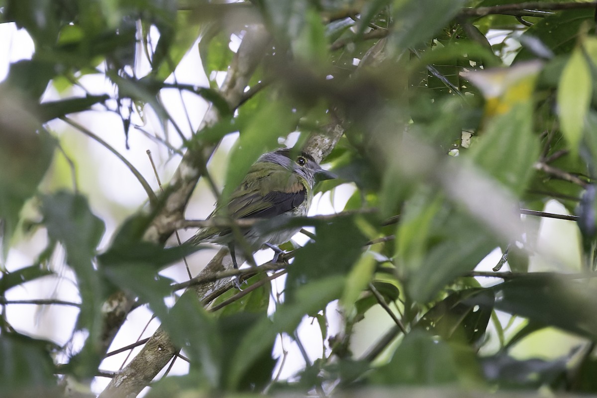 Green-backed Becard (Yellow-cheeked) - ML647597580