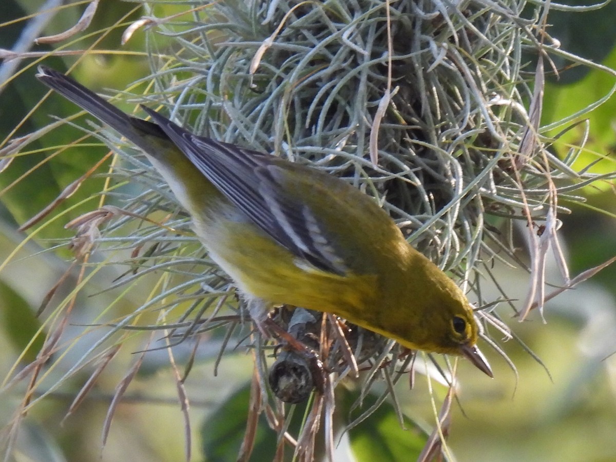 Pine Warbler - ML647597583