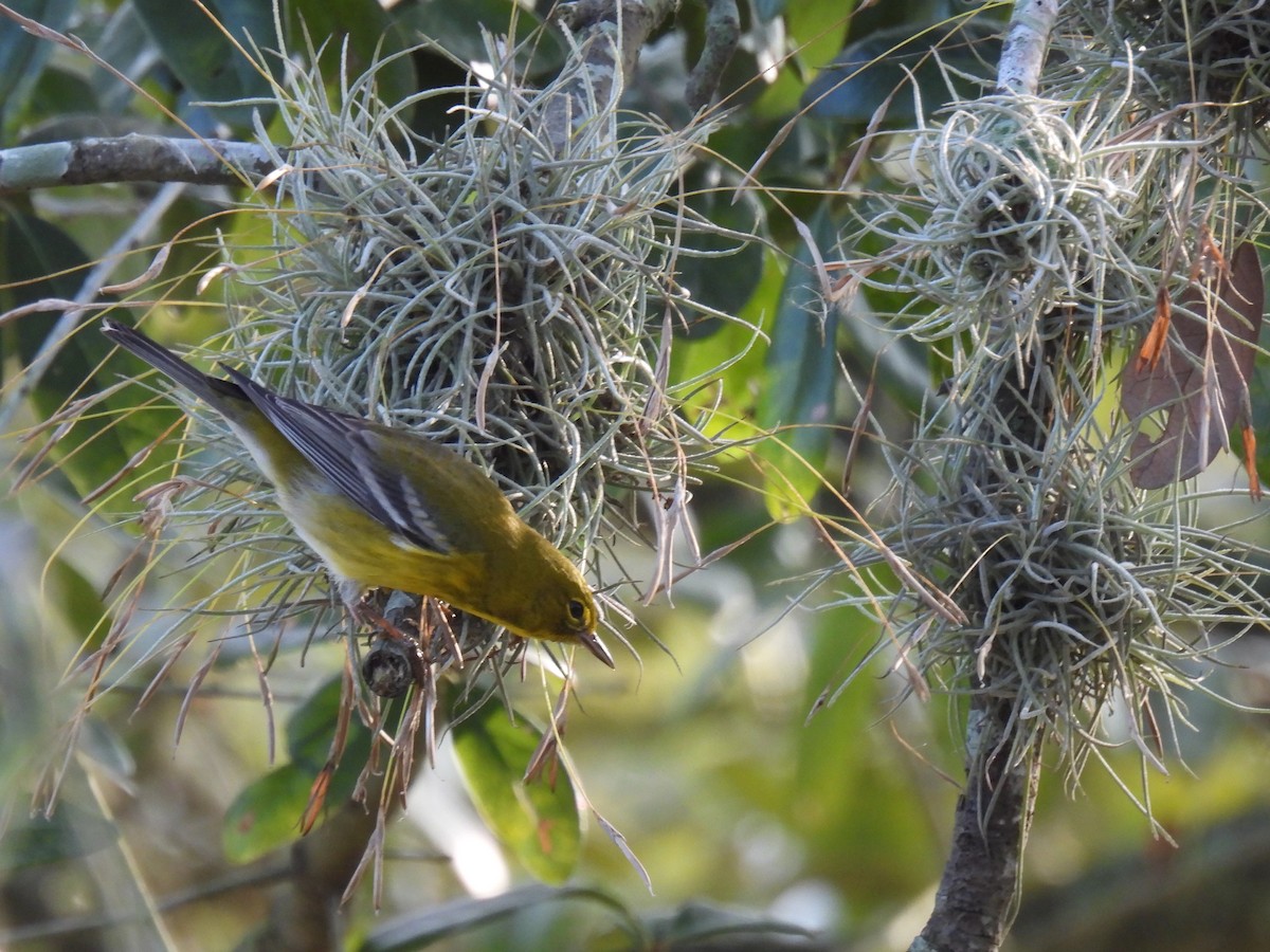 Pine Warbler - ML647597587