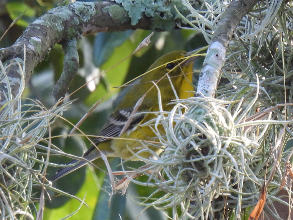 Pine Warbler - ML647597588