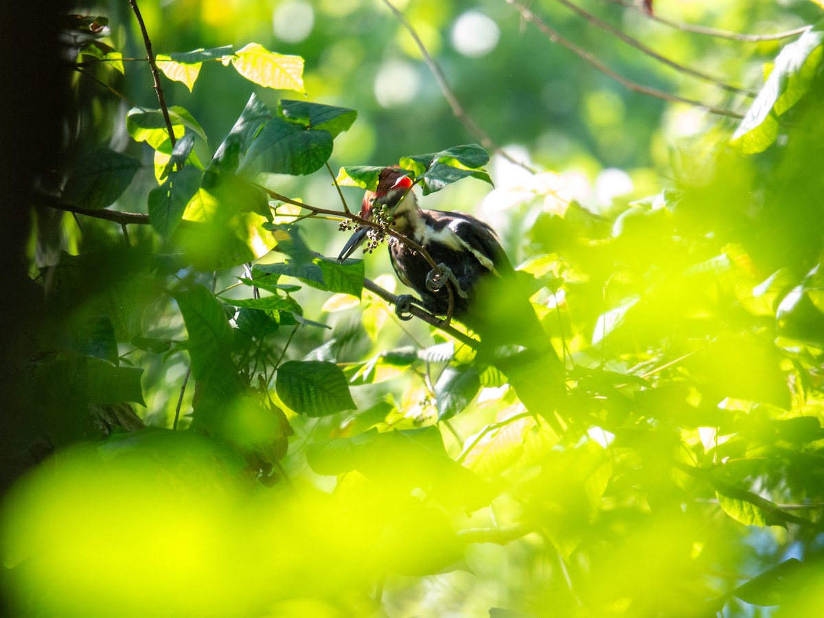 Pileated Woodpecker - ML647597591