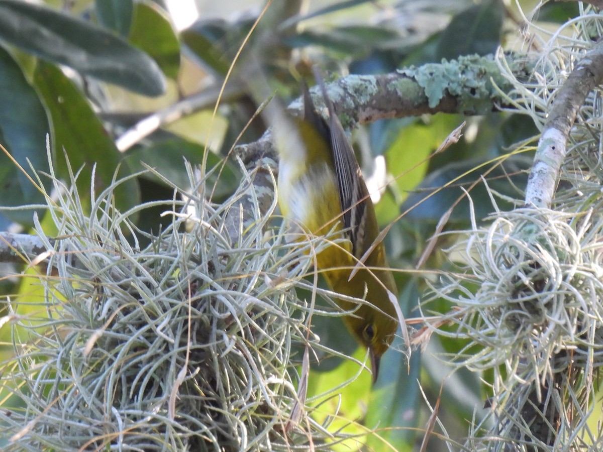 Pine Warbler - ML647597598